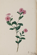 Roze maagdenpalm (Catharanthus roseus)
