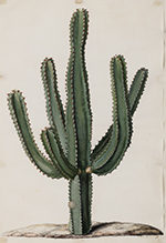 Canarische wolfsmelk (Euphorbia canariensis)