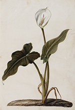 Witte aronskelk (Zantedeschia aethiopica)
